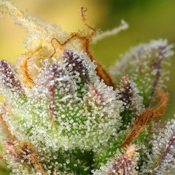 Dicht gewachsene Auto Sweet ZZ mit lilagrünen Farbtönen und starker Harzproduktion