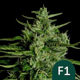 Nahaufnahme der Auto Titan F1 Blüte mit dichten Harzschichten und kräftigen grünen Blättern