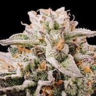 Nahaufnahme einer harzigen Vision Gelato Automatic Blüte mit dichten Trichomen und orangefarbenen Blütenhaaren.