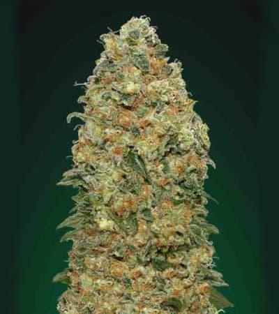 White Widow Bud mit kompakten, harzigen Blüten, leuchtend orangefarbenen Stempeln und kristallinen Trichomen.