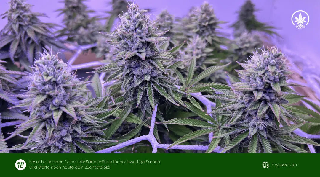 sativa autoflowers mit großen, harzigen Blüten im Indoor-Grow und gleichmäßig entwickelten Hauptbuds