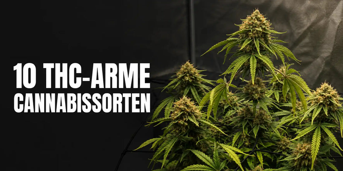 10 THC-arme Cannabissorten mit mehreren dichten Blütenständen und grünen Blättern.