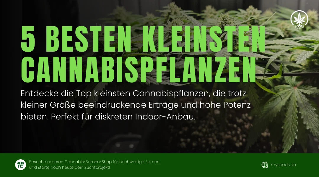 5 besten kleinsten Cannabispflanzen für hohen Ertrag und diskreten Indoor-Anbau. Finde hochwertige Samen bei uns."
