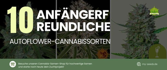 Wenn Sie neu im Anbau sind und großartige Ergebnisse erzielen möchten, ohne sich auf komplizierte Beleuchtungspläne oder fortgeschrittene Methoden einzulassen, sind Autoflower-Sorten die perfekte Wahl.