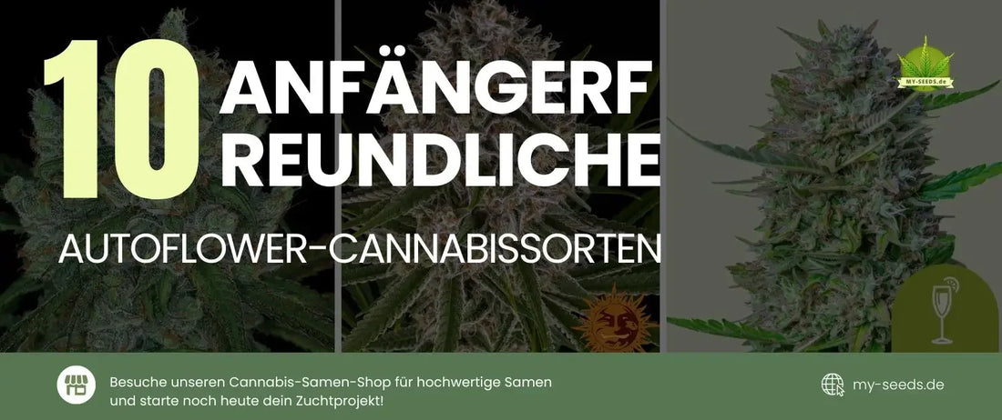 Wenn Sie neu im Anbau sind und großartige Ergebnisse erzielen möchten, ohne sich auf komplizierte Beleuchtungspläne oder fortgeschrittene Methoden einzulassen, sind Autoflower-Sorten die perfekte Wahl.