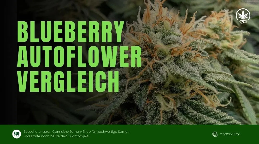 Blueberry Autoflower Vergleich
