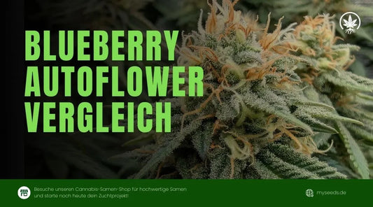Blueberry Autoflower Vergleich