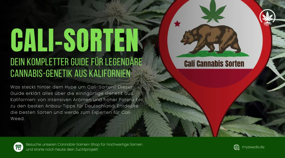 Cali Sorten Guide mit Kalifornien-Bär-Logo und Hanfblatt über grünen Cannabisblättern von MySeeds.