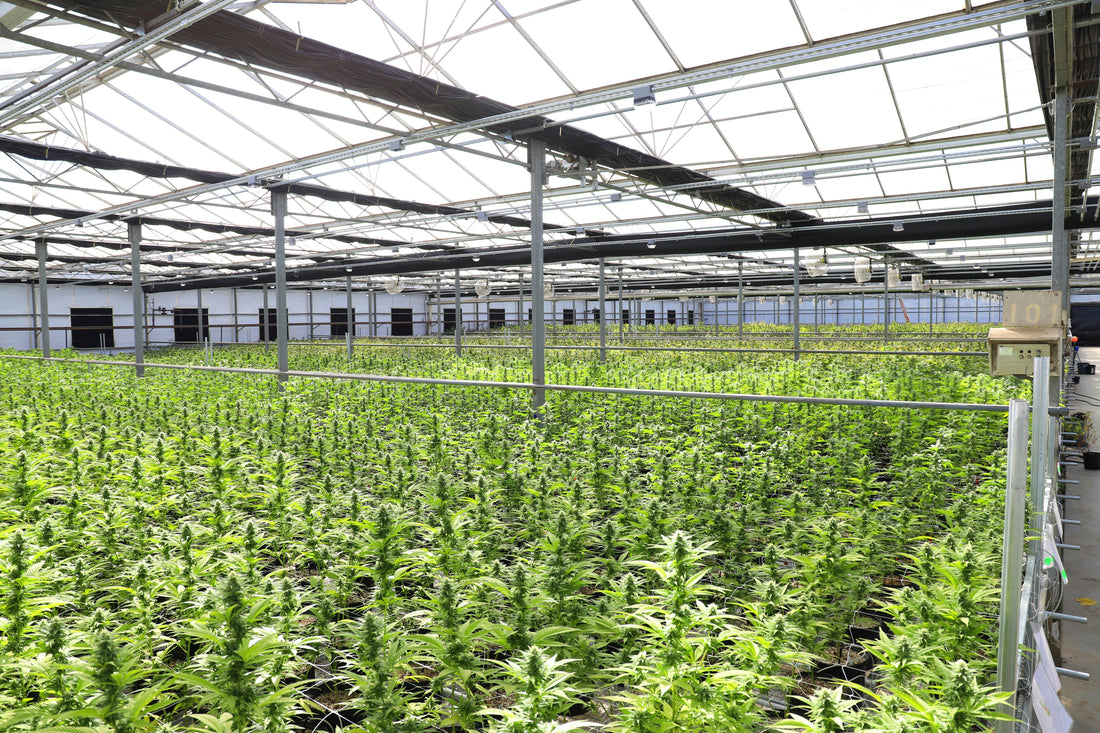 Die Unterschiede zwischen Sativa und Indica Cannabispflanzen