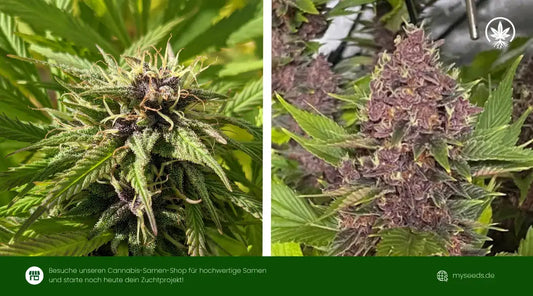 Vergleich Frisian-Dew-vs-Frisian-Duck mit grüner und violetter Blüte, beide Sorten harzig und kompakt gewachsen.