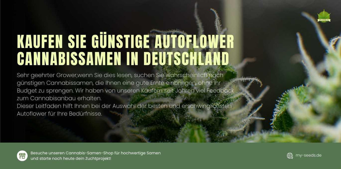 Kaufen Sie günstigen Autoflower-Samen in Deutschland für hohe Erträge und starke Genetik.