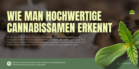 Wie man hochwertige Cannabissamen erkennt