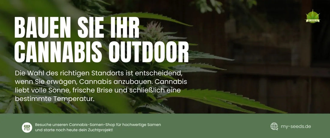 Cannabis outdoor anbauen: Anleitung für Deutschland