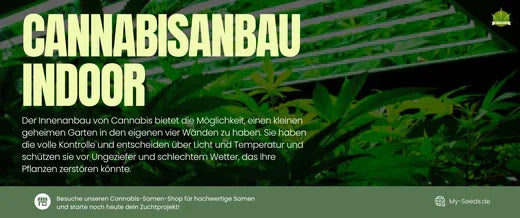 Der Anbau von Cannabis in Innenräumen bietet Ihnen die Möglichkeit, Ihren eigenen kleinen geheimen Garten in Ihrem Zuhause zu haben. 