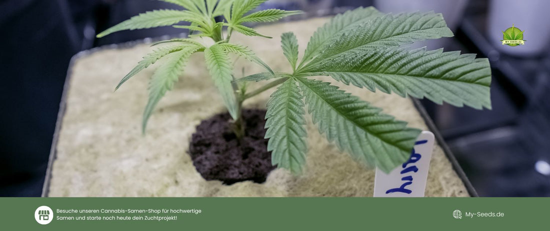 Klonen von Cannabis 