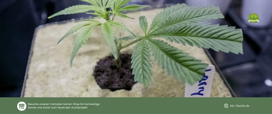 Klonen von Cannabis 