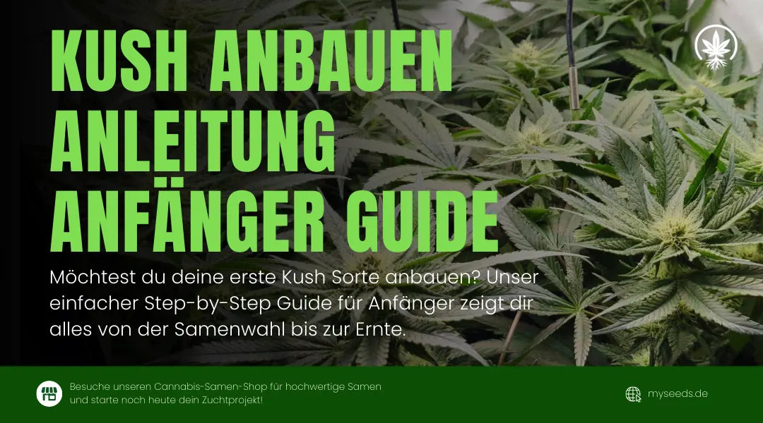 Kush Anbauen Anleitung für Anfänger mit Indoor-Pflanzen im Growzelt