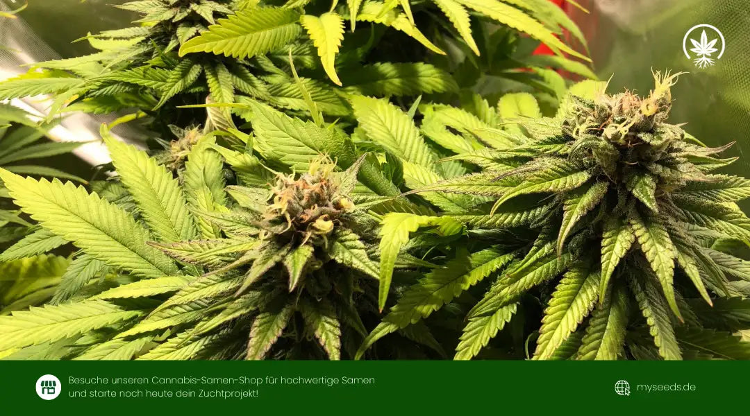 Lila Cannabis Anbau: Komplette Guide zu Färbung & Temperatur