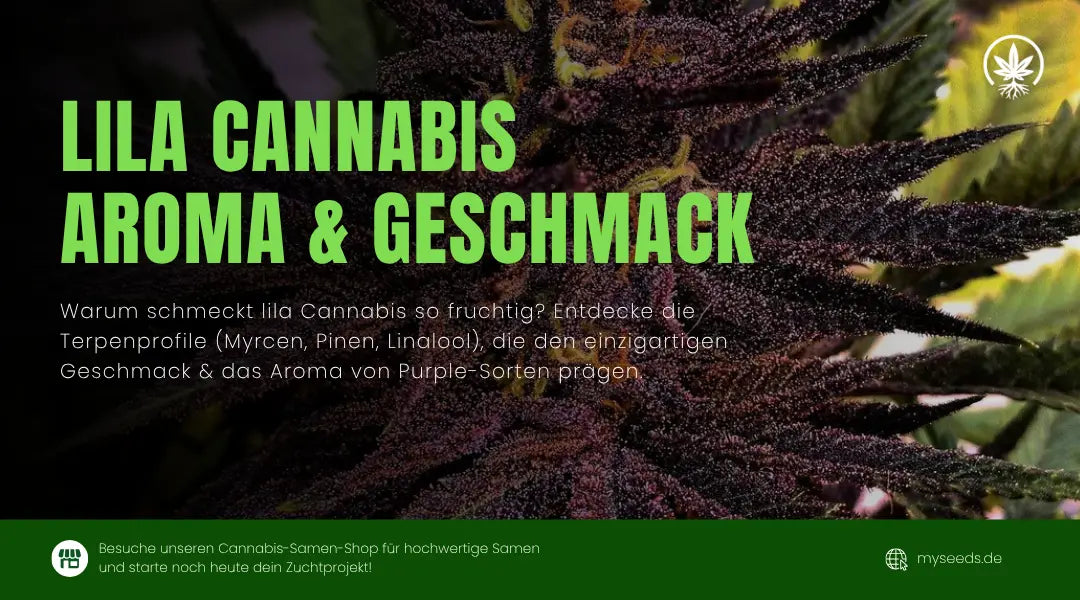 Lila Cannabis Aroma & Geschmack: Die Terpenprofile erklärt