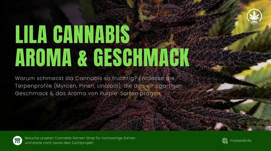 Lila Cannabis Aroma & Geschmack: Die Terpenprofile erklärt