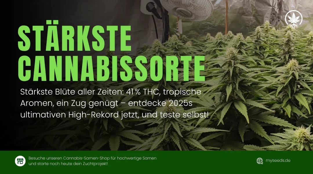 Stärkste THC-Cannabissorte mit 41 % THC-Gehalt