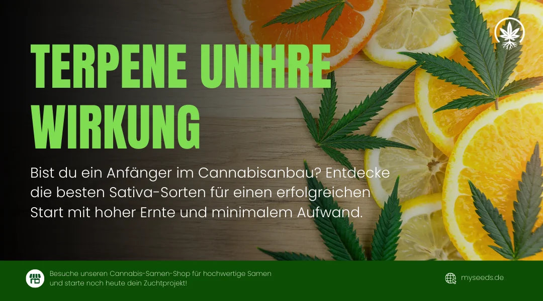 Terpene-Unihre-Wirkung mit Cannabisblättern und frischen Zitrusfrüchten wie Orange und Zitrone.