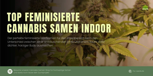  Die besten feminisierten Hanfsamen indoor – hochwertiger Indoor-Cannabis-Anbau für maximale Erträge und harzige Blüten.