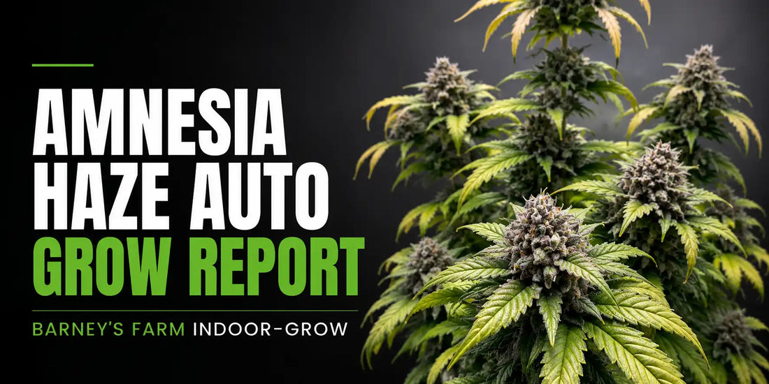 Amnesia Haze Auto Grow Report mit reifen, harzigen Blüten und gelbgrünen Blättern.