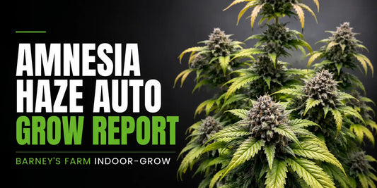 Amnesia Haze Auto Grow Report mit reifen, harzigen Blüten und gelbgrünen Blättern.
