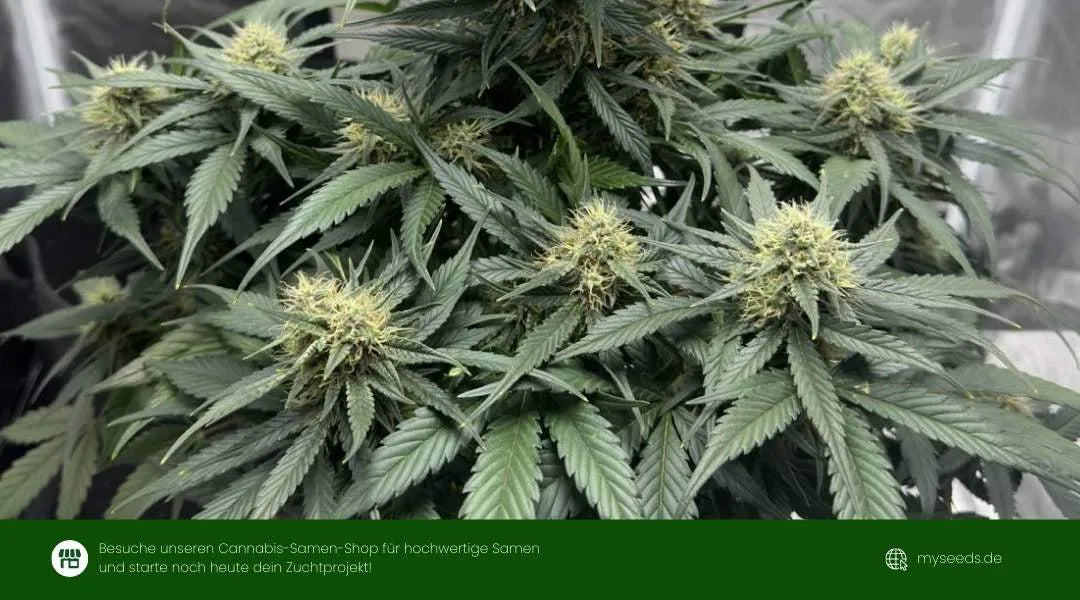 Auto Ultimate Dutch Passion mit kompakter Struktur und vielen gleichmäßig entwickelten Blütenständen