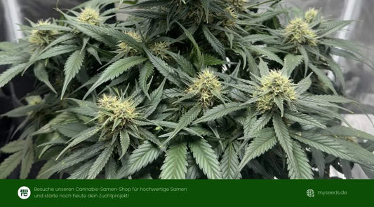 Auto Ultimate Dutch Passion mit kompakter Struktur und vielen gleichmäßig entwickelten Blütenständen