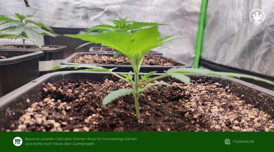 Auto Ultimate Jungpflanze im Topf mit kräftigem Stängel und frischen Blättern in früher Wachstumsphase