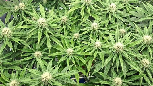 Autoflower 40 Tage Blütezeit Cannabispflanzen mit vielen weißen Blütenständen in früher bis mittlerer Blütephase