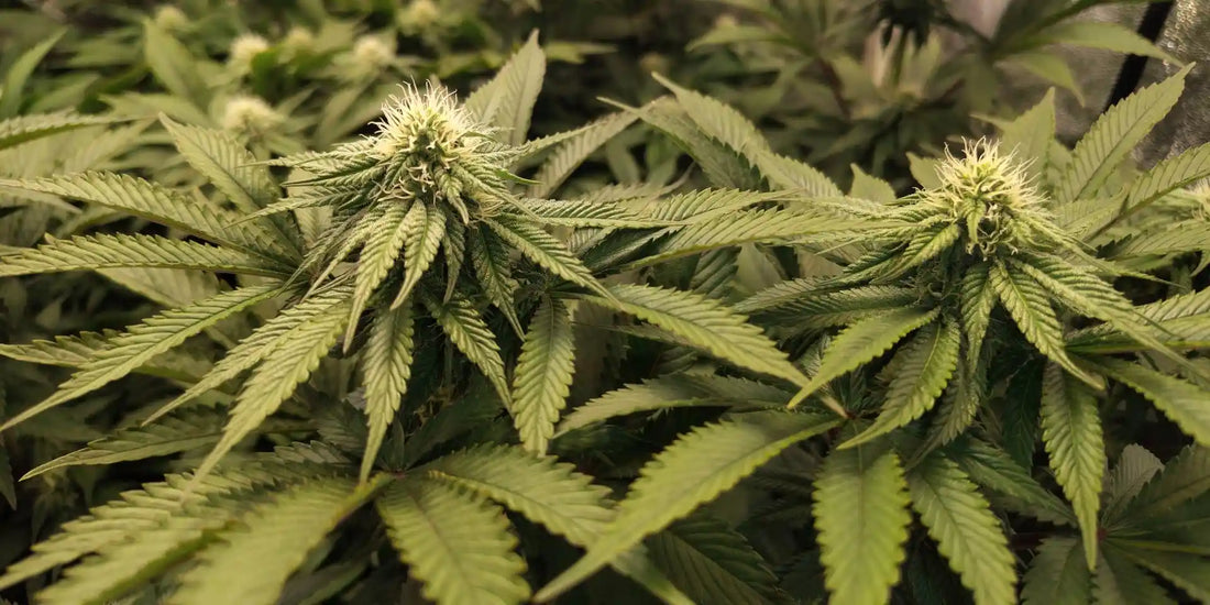 Blühende Autoflower mit mehreren Colas zeigt typische Fehler, die schnelle Autoflowers ausbremsen im Grow