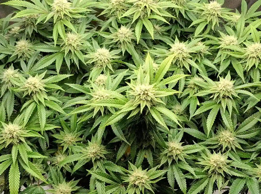 Schnellste Autoflower mit hohem THC: Was lohnt sich wirklich?