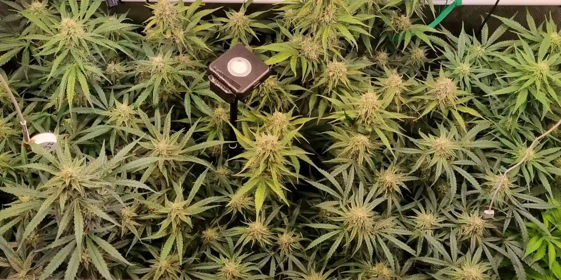 Schnelle Autoflowers wirklich schneller finishen lässt zeigt dichtes Blütendach im Indoor Grow mit vielen Buds und gleichmäßigem Wachstum