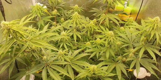 Schnelle Autoflowers wirklich schneller finishen lässt zeigt dichte Indoor Pflanzen in Blüte unter LED mit vielen Buds
