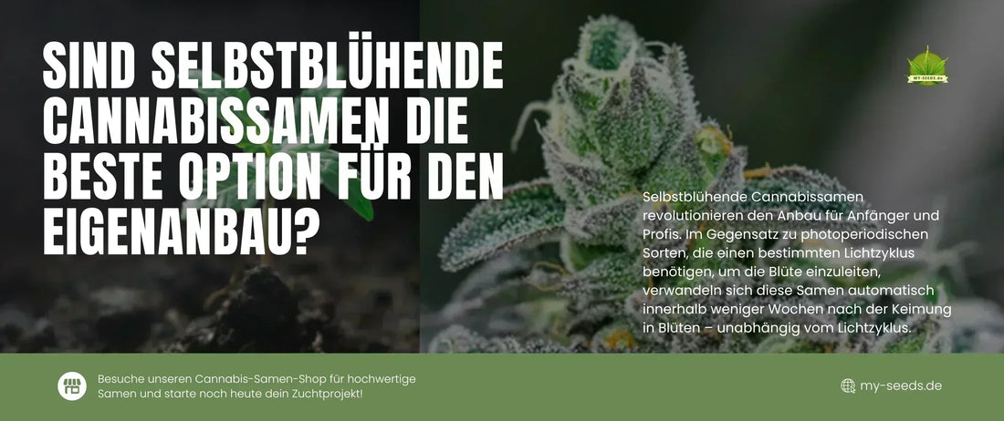Cannabisknospe