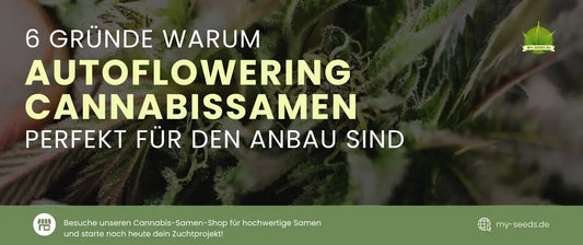 Wenn Sie schon einmal darüber nachgedacht haben, Cannabis anzubauen, aber der Meinung waren, dass es zu kompliziert ist, könnten Autoflowering Samen genau das Richtige für Sie sein.