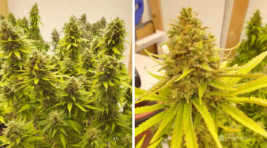 Beste Cali Sorten mit kräftigen Colas und harzigen Blüten an einer Indoor Pflanze