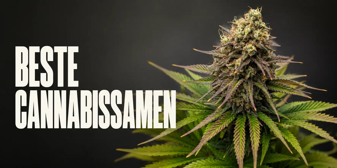 Beste Cannabis Samen mit großer harziger Blüte, orangefarbenen Blütenfäden und violetten Zuckerblättern.