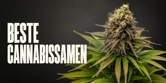 Beste Cannabis Samen mit großer harziger Blüte, orangefarbenen Blütenfäden und violetten Zuckerblättern.