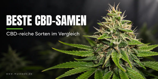 Beste CBD-Samen mit harziger Cannabisblüte und Hinweis auf CBD-reiche Sorten im Vergleich