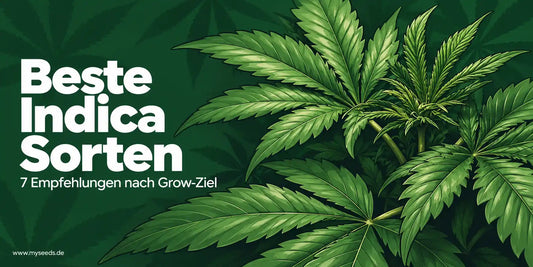 Beste Indica Sorten mit grünen Cannabispflanzen und Hinweis auf 7 Empfehlungen nach Grow-Ziel.