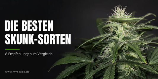 Skunk-Sorten im Vergleich mit blühender Cannabispflanze und Hinweis auf acht Empfehlungen.