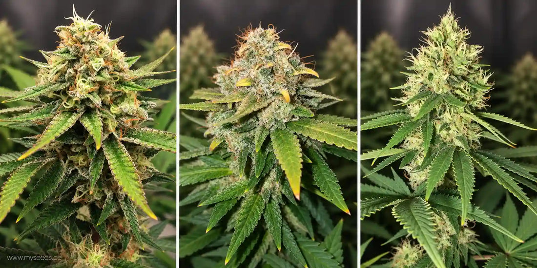 Die besten White Widow Sorten im Vergleich: Drei unterschiedlich reife, harzige Blüten nebeneinander.