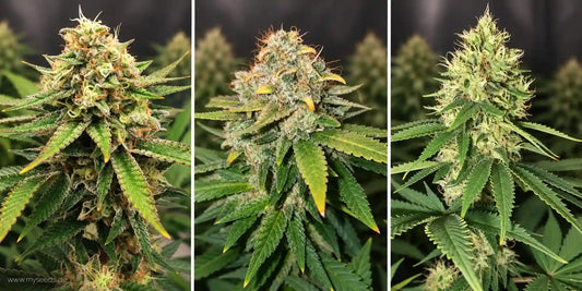 Die besten White Widow Sorten im Vergleich: Drei unterschiedlich reife, harzige Blüten nebeneinander.