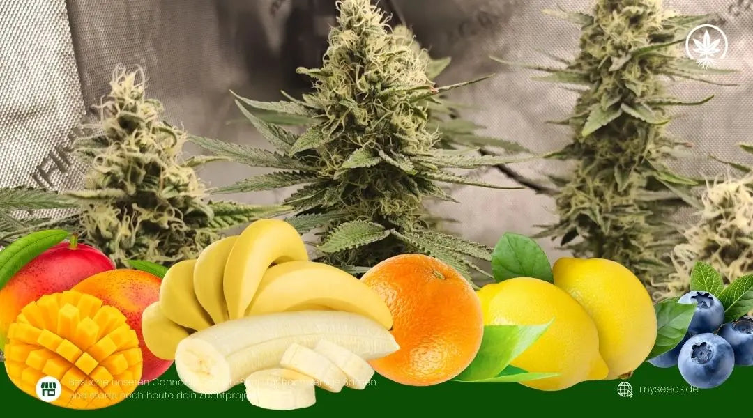 Fruchtigen Cannabis mit reifen Blüten und tropischen Früchten wie Banane, Orange, Mango und Beeren