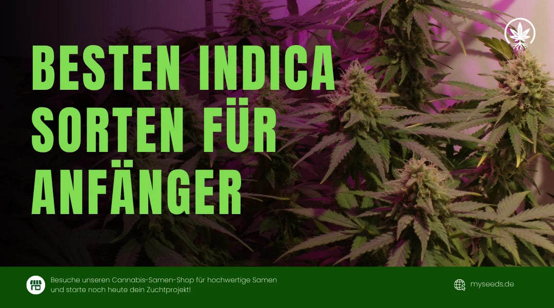 Die besten Indica-Sorten für Anfänger: Top Empfehlungen für deinen Start