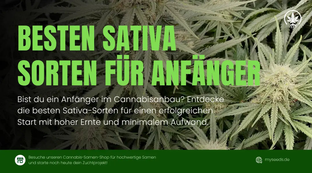 Sativa Sorten für Anfänger: 5 passende Genetiken im Vergleich
